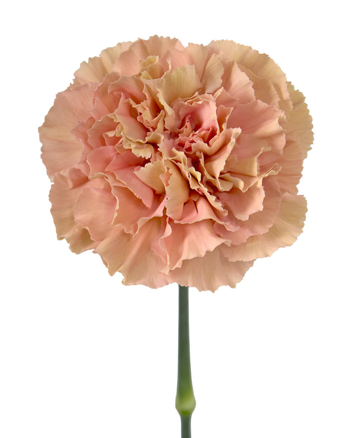 Petra Carnation