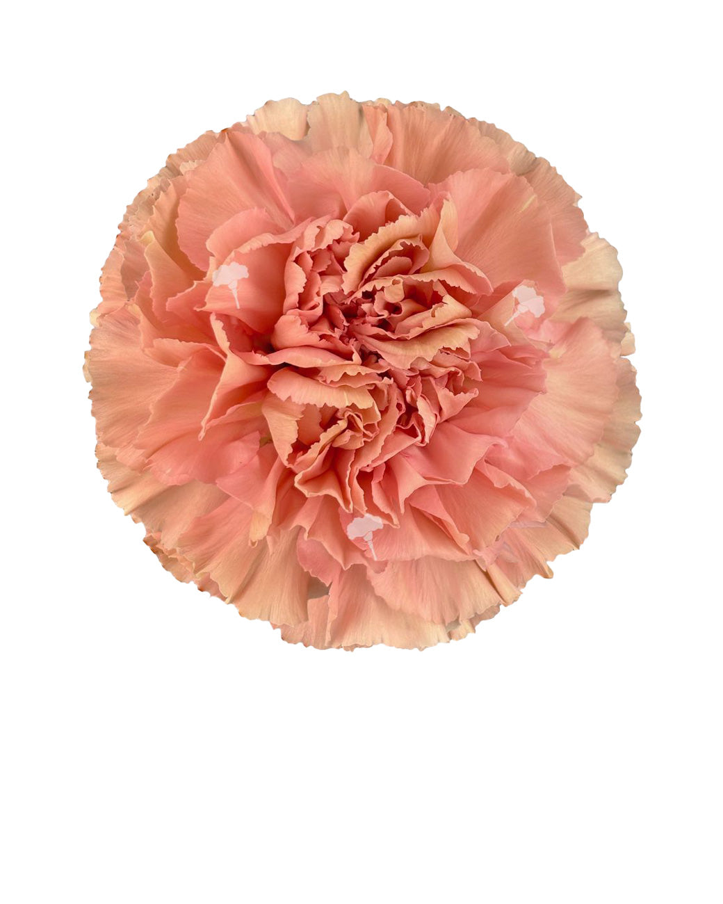 Petra Carnation