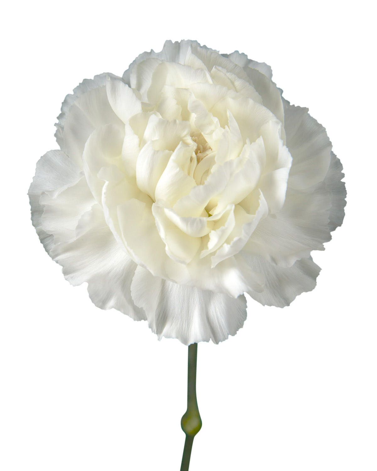 Polar Route Carnation