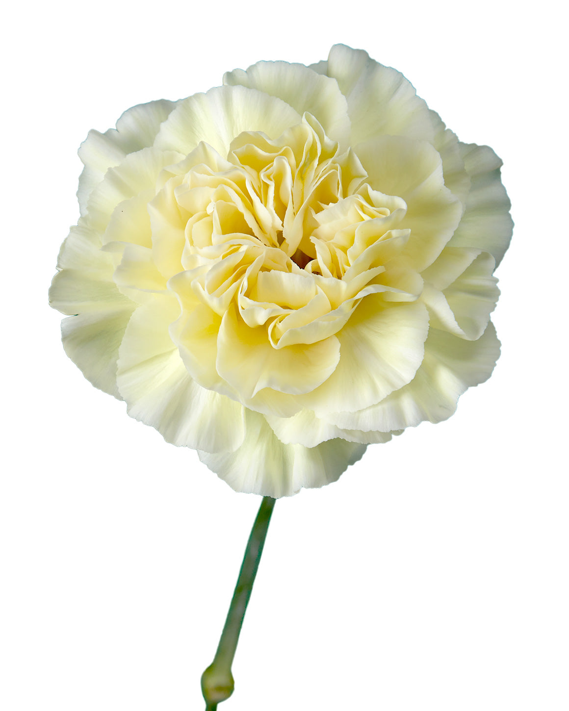 Polimia Carnation