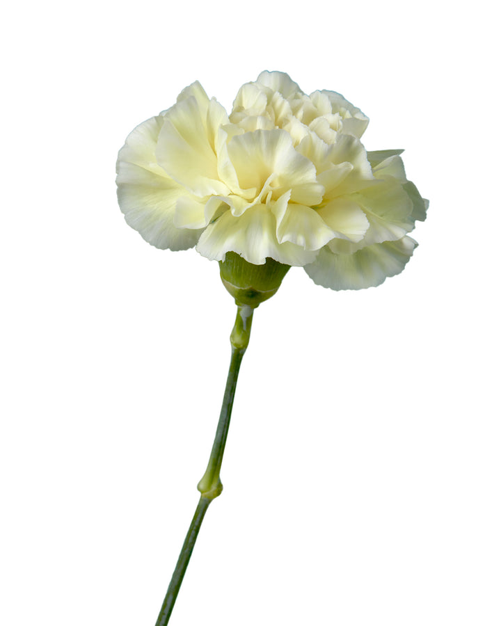 Polimia Carnation