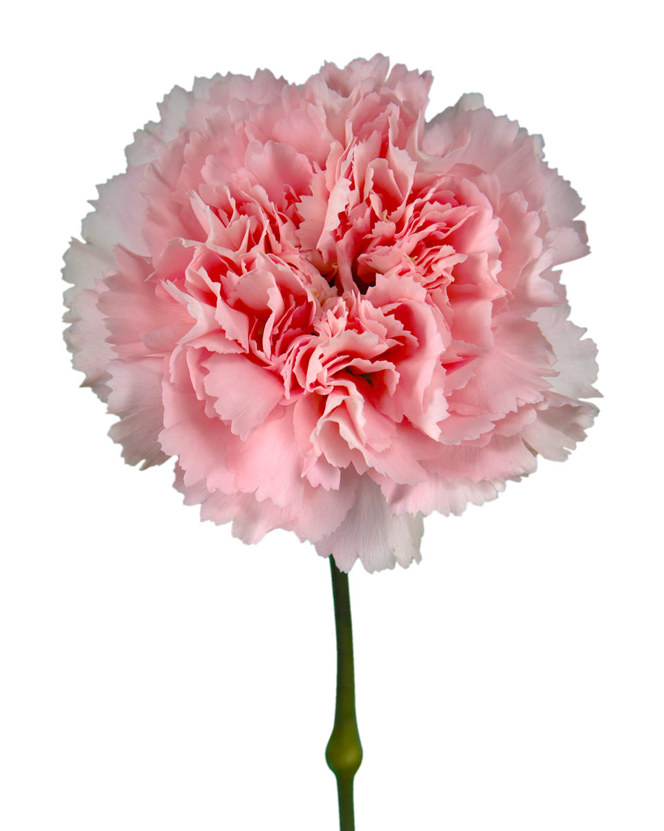 Romance Carnation