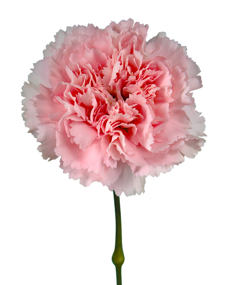 Romance Carnation Mother's Day