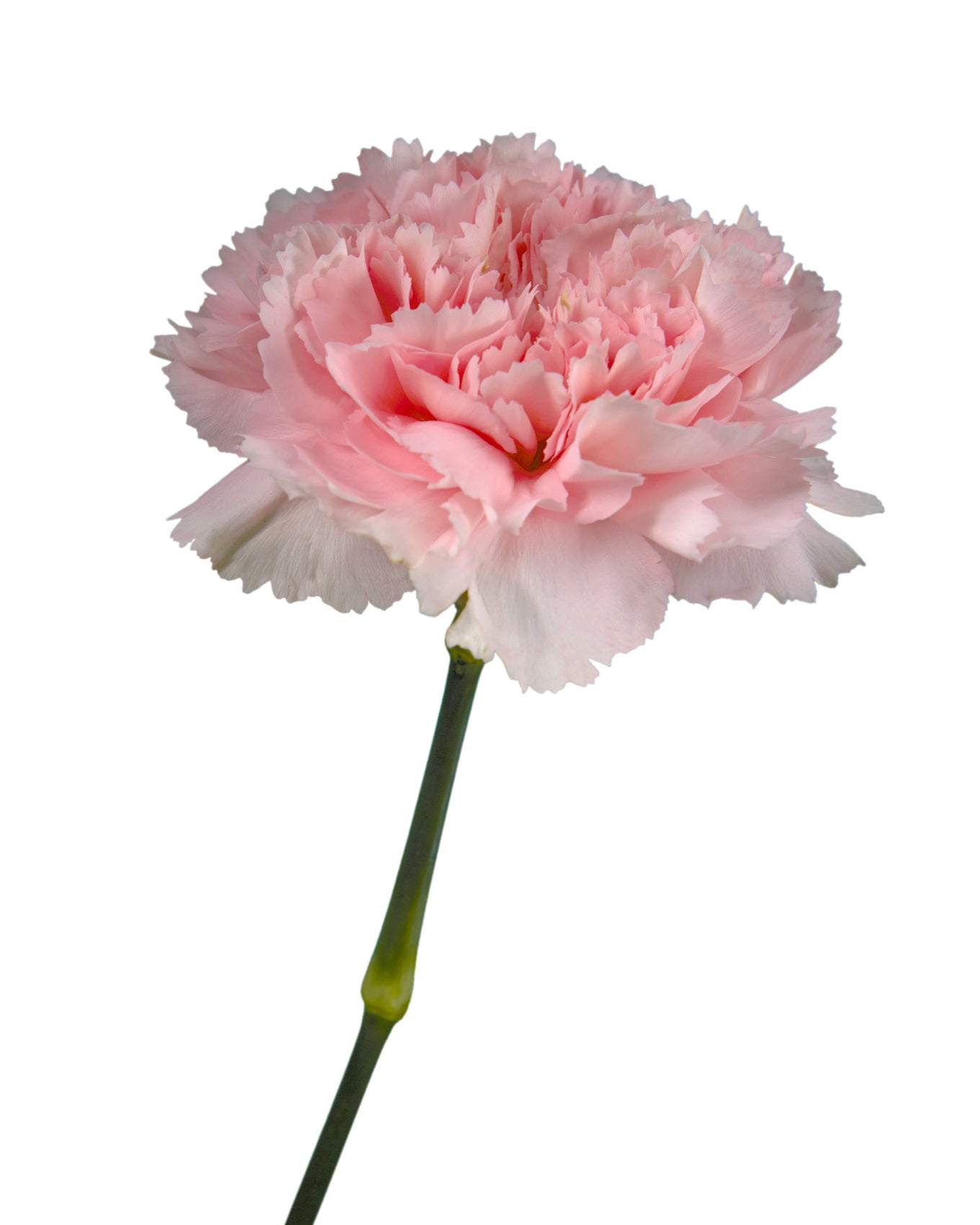 Romance Carnation