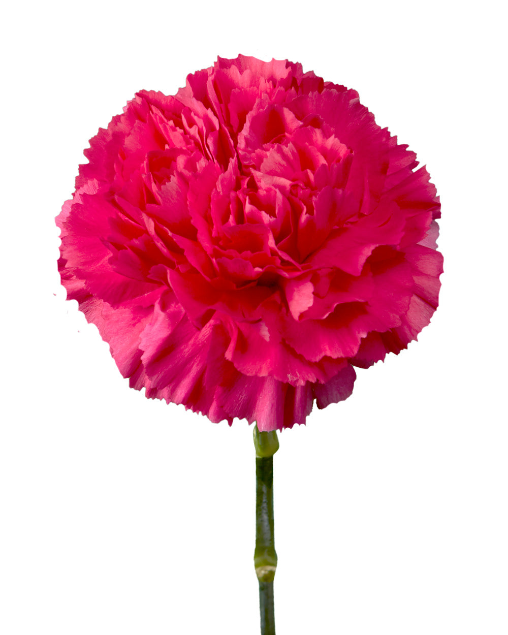 Sepelli Carnation