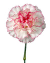 Sonnatina Carnation