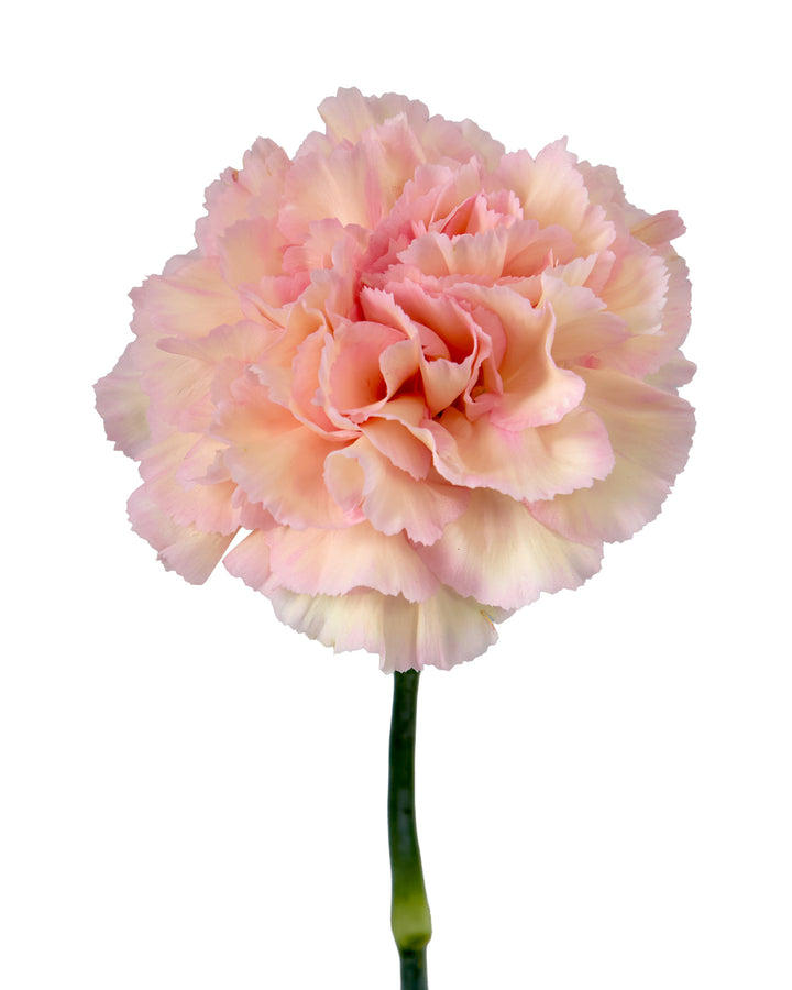 Sorbet Carnation