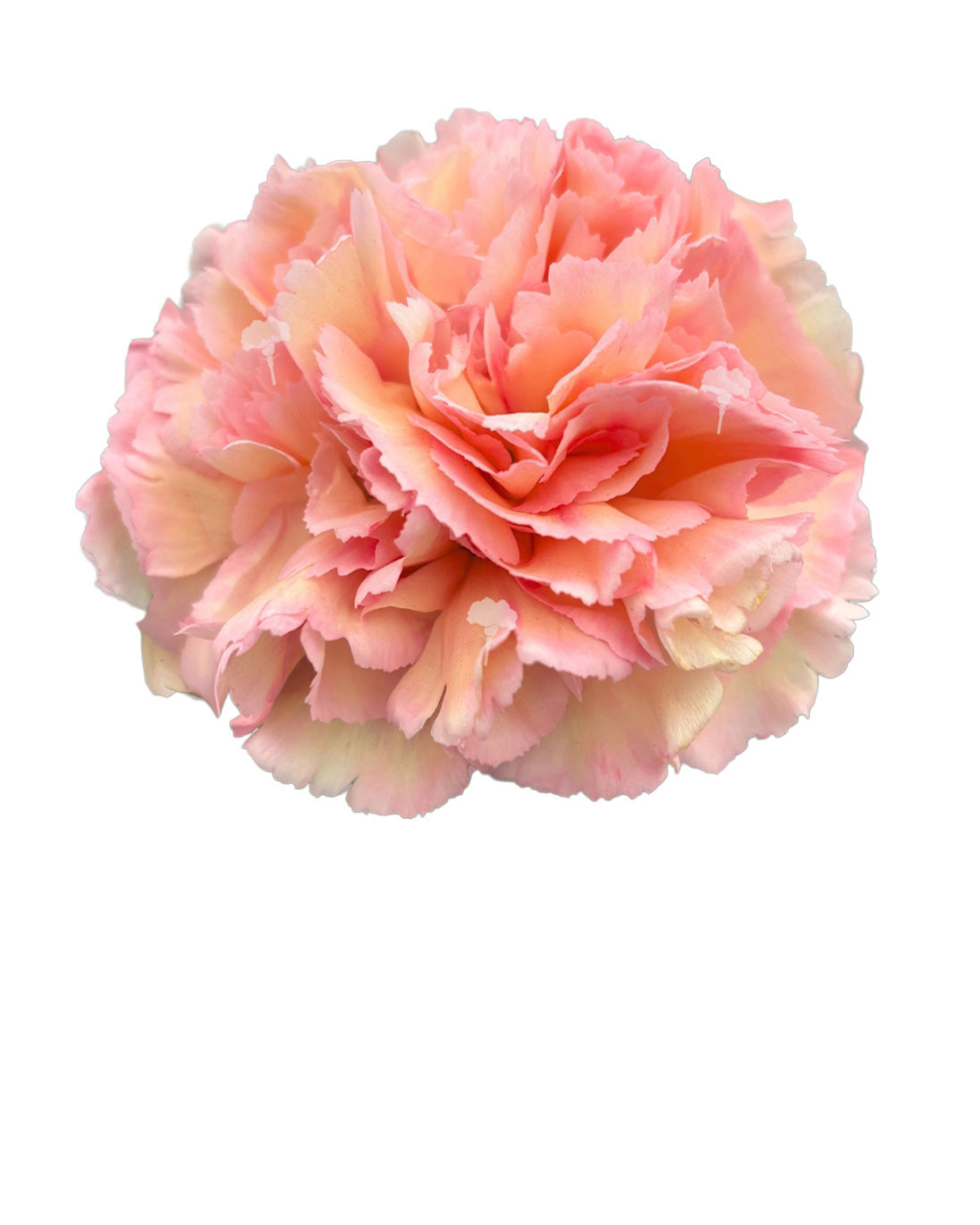 Sorbet Carnation
