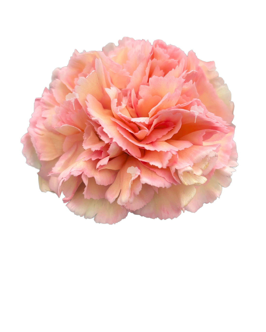 Sorbetto Carnation