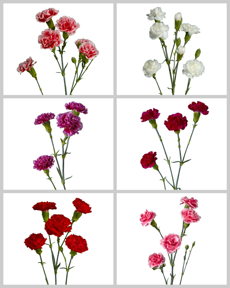 Spray Carnation Assorted Box #180