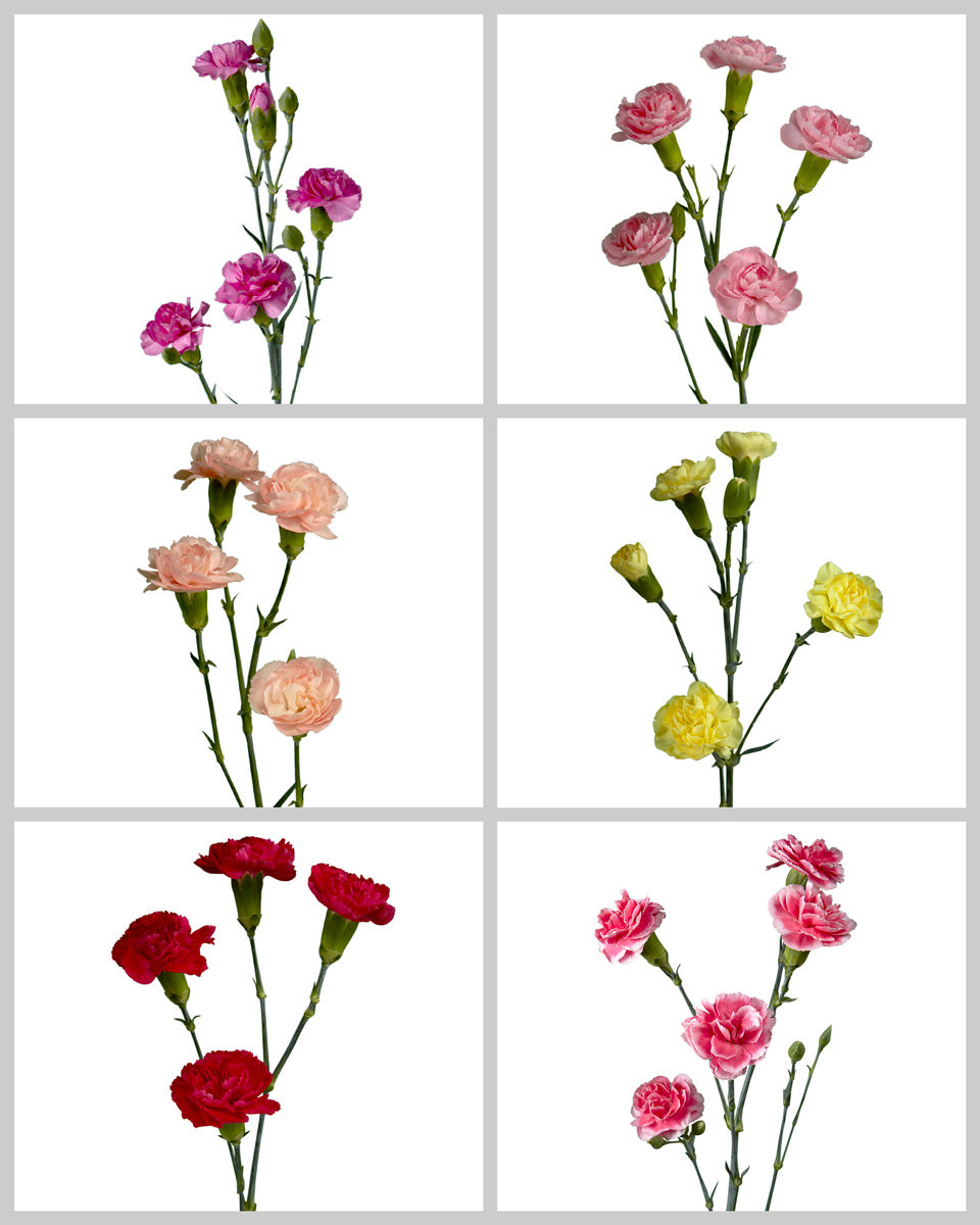 Spray Carnation Assorted Box #181