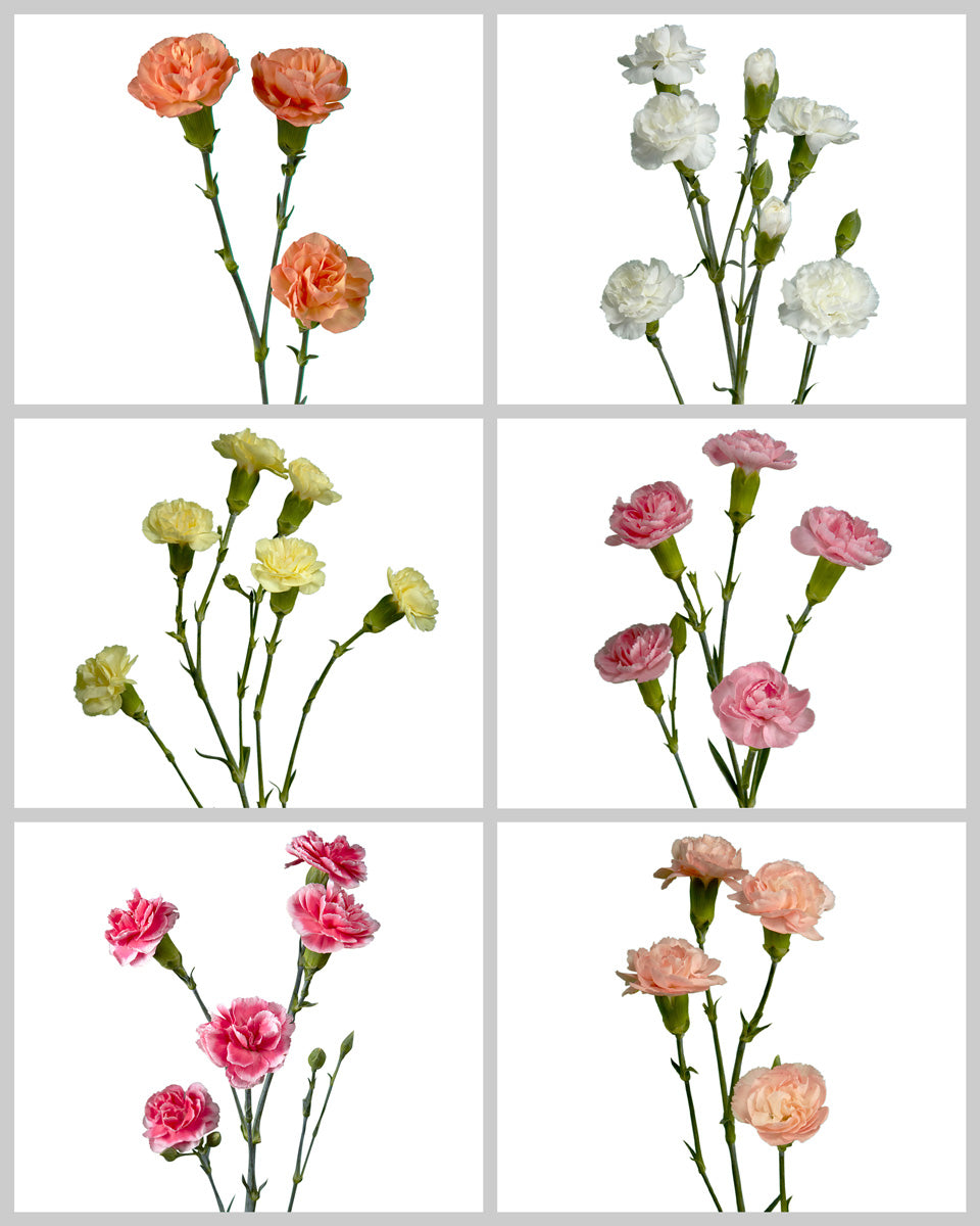 Spray Carnation Assorted Box #182