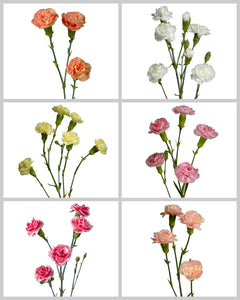 S*r様 カーネーション CARNATION EARLY YEARS BOX レ Early Years Box : カーネーション | HMV&BOOKS online - PCD