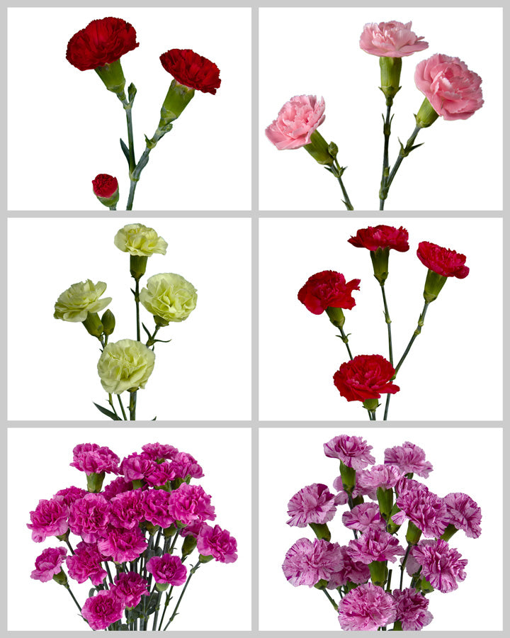Spray Carnation Assorted Box Valentine's Day