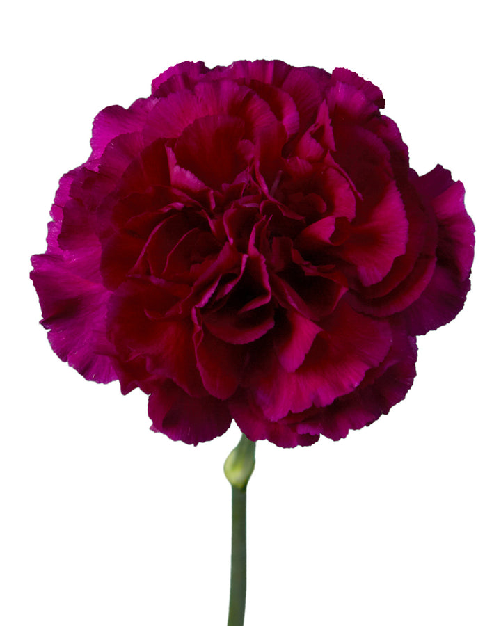 Zafiro Carnation
