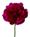 Zafiro Carnation