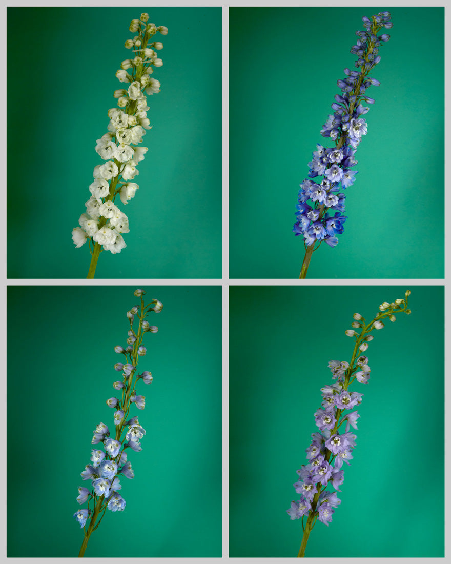 Hybrid Delphinium Assorted Box #002