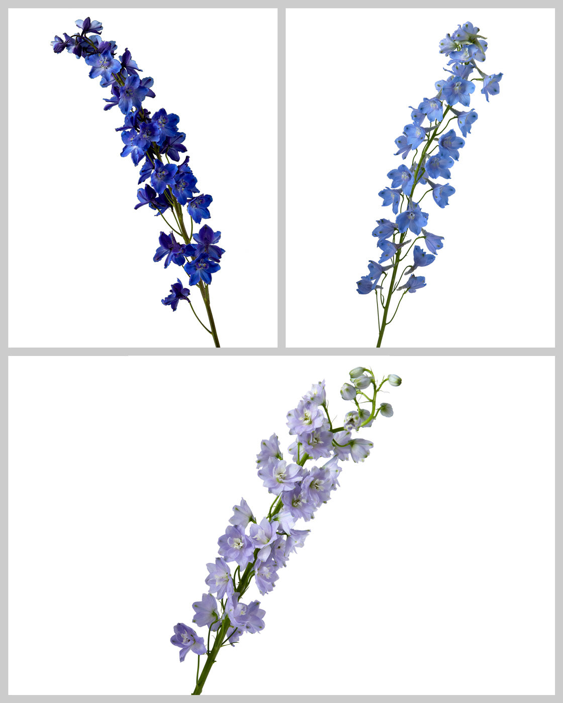 Delphinium Assorted Box #166