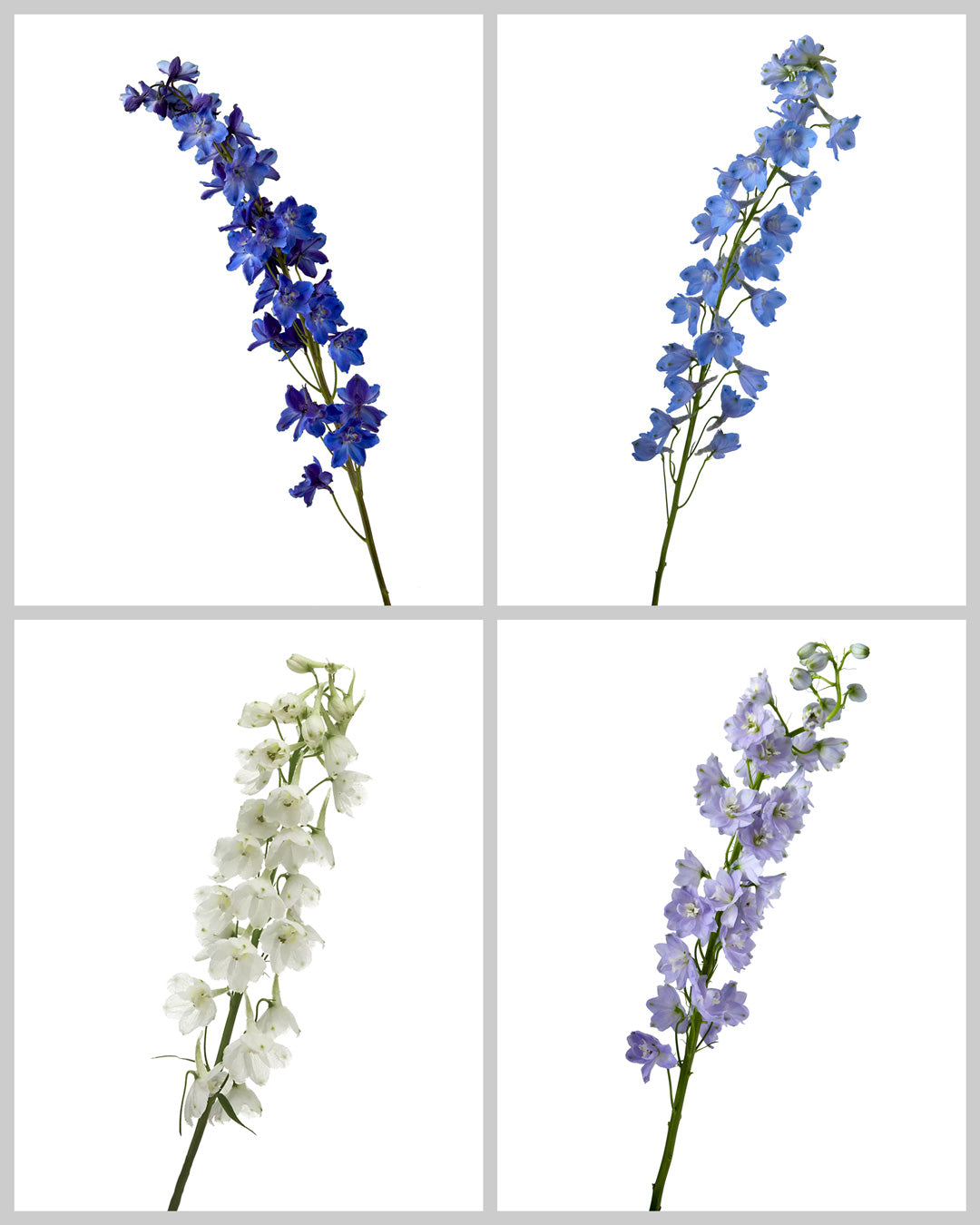 Delphinium Assorted Box #167