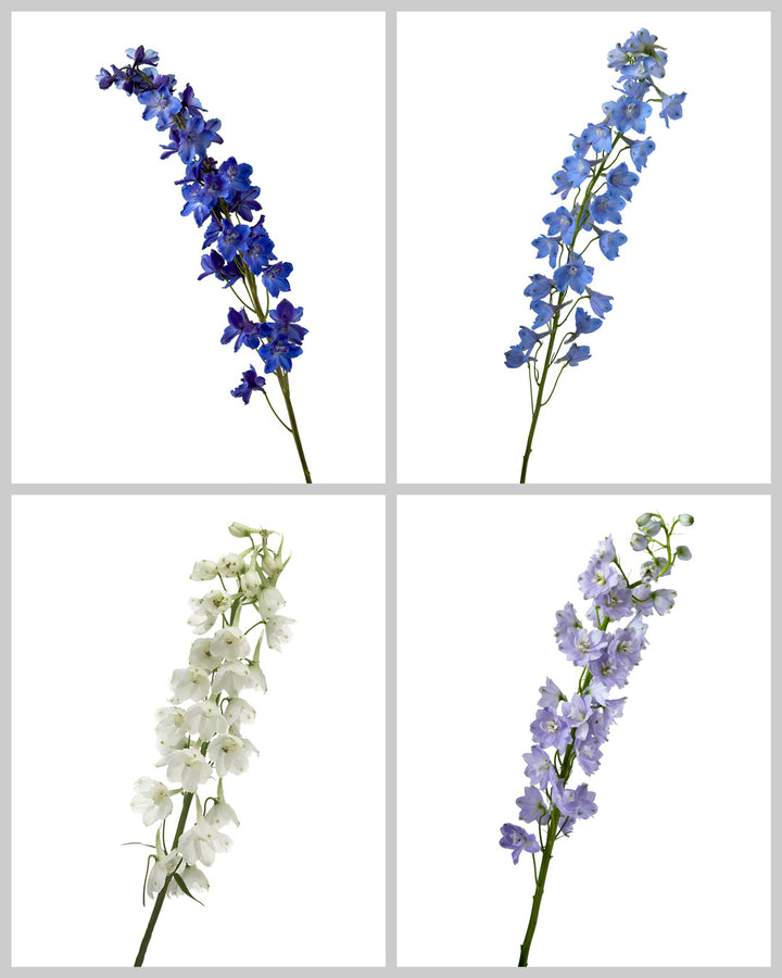 Delphinium Assorted Box #167