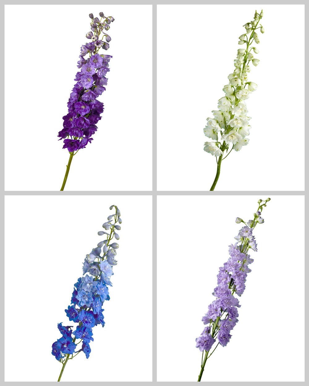 Hybrid Delphinium ELATUM Assorted Box #005 Valentine's Day