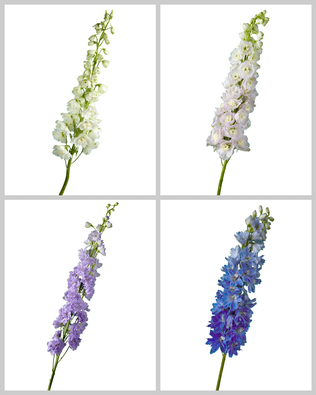 Delphinium ELATUM Assorted Box #001