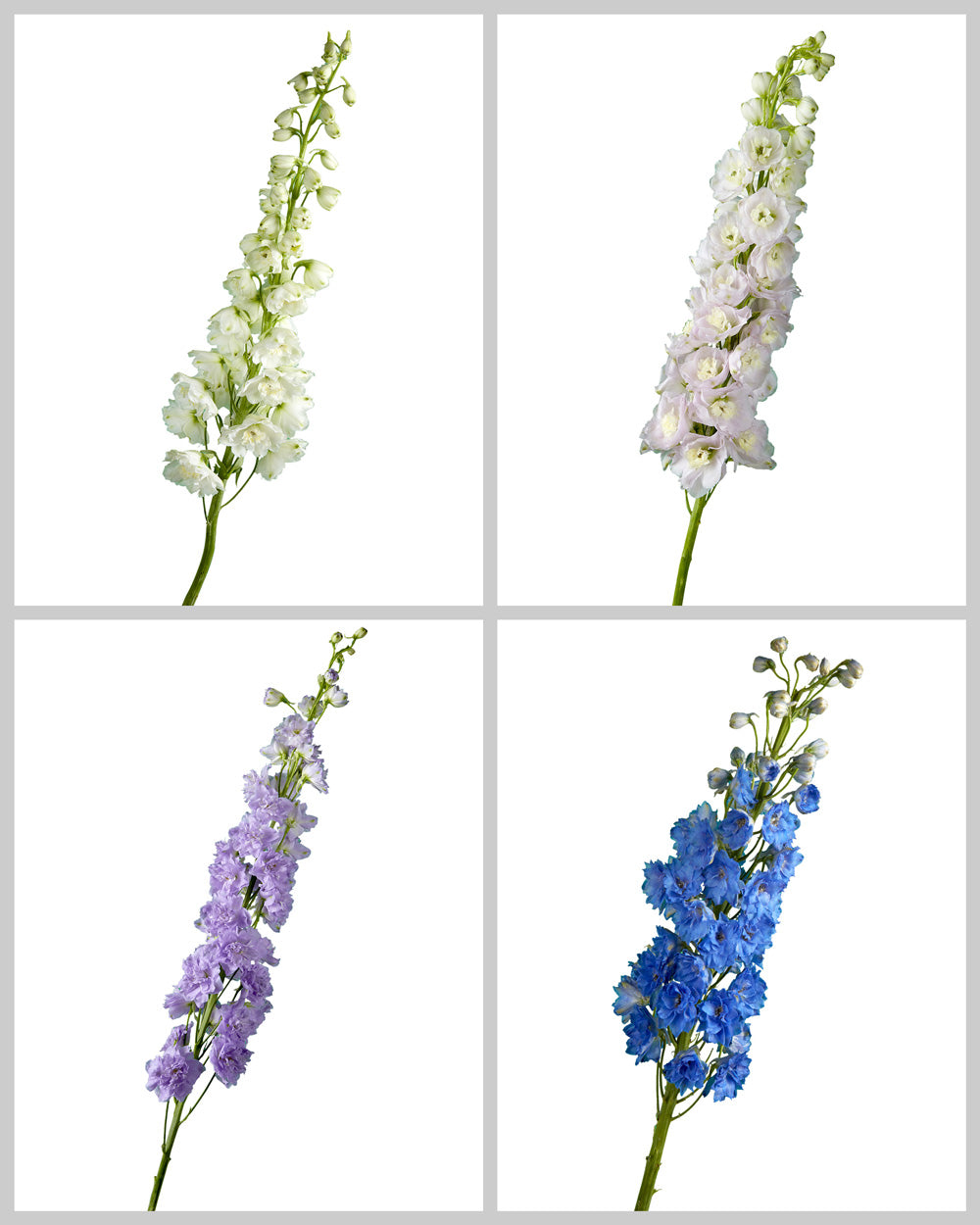 Hybrid Delphinium ELATUM Assorted Box #001