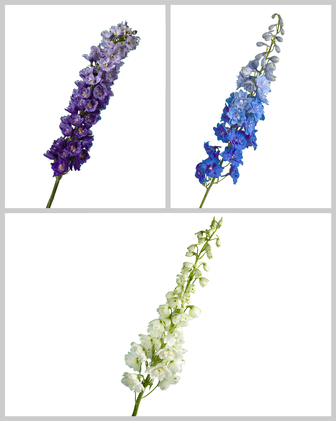 Hybrid Delphinium Assorted Box #004 Valentine's Day