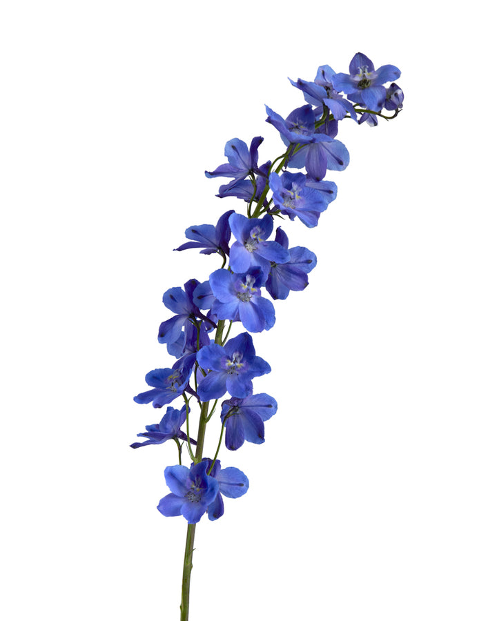 Bella Andes Dark Blue Delphinium