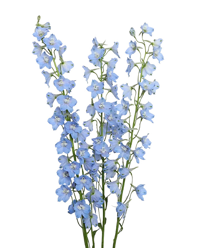 Bella Andes Light Blue Delphinium