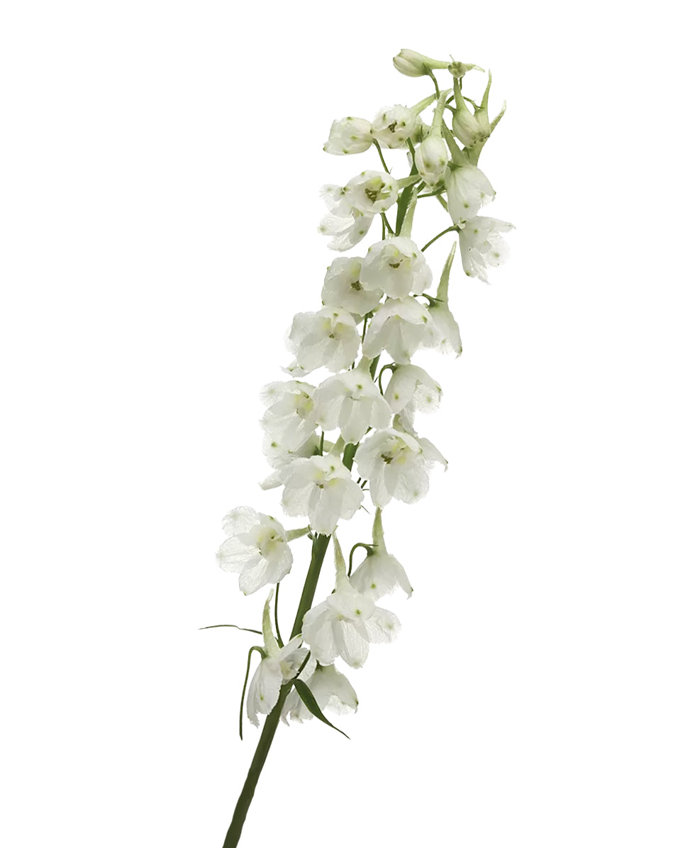 Bella Andes White Delphinium