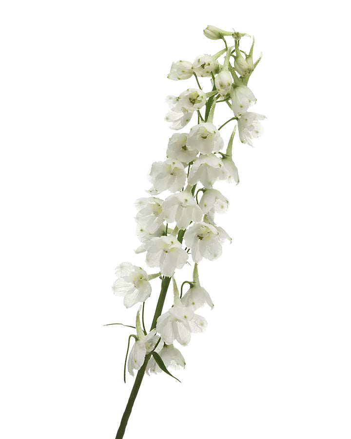 Bella Andes White Delphinium