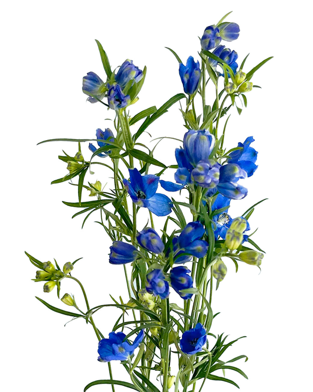 Blue Planet Spray Delphinium