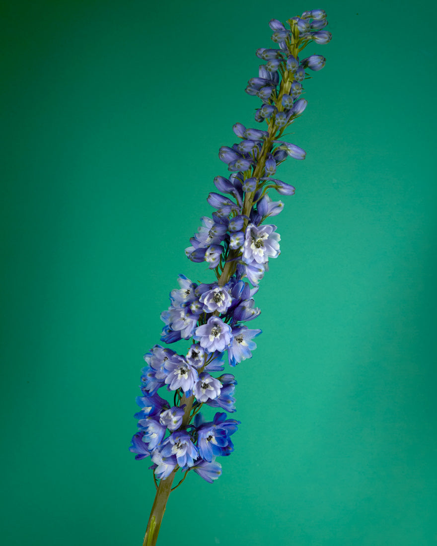 Bluebird Hybrid Delphinium