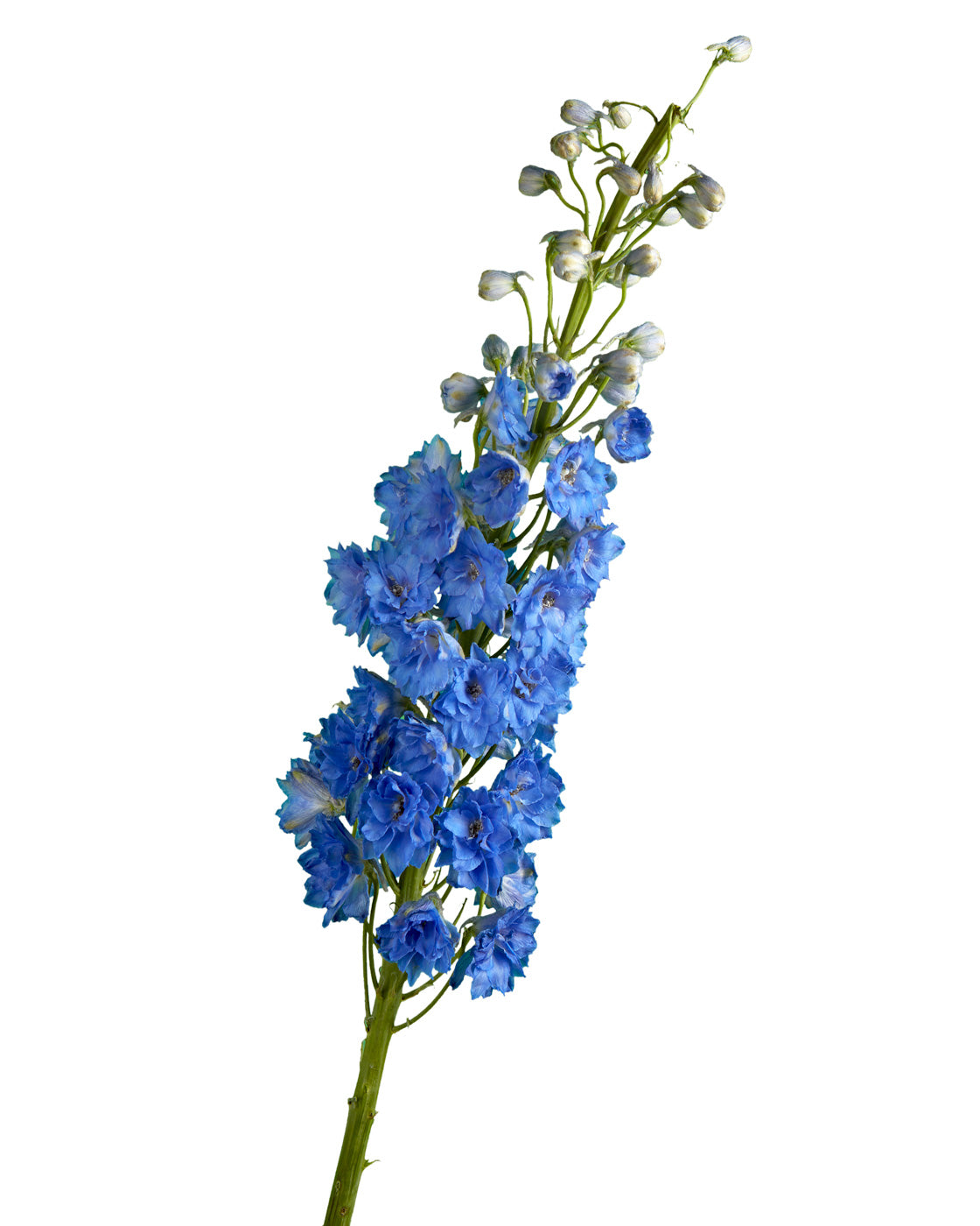 Blue River Delphinium ELATUM