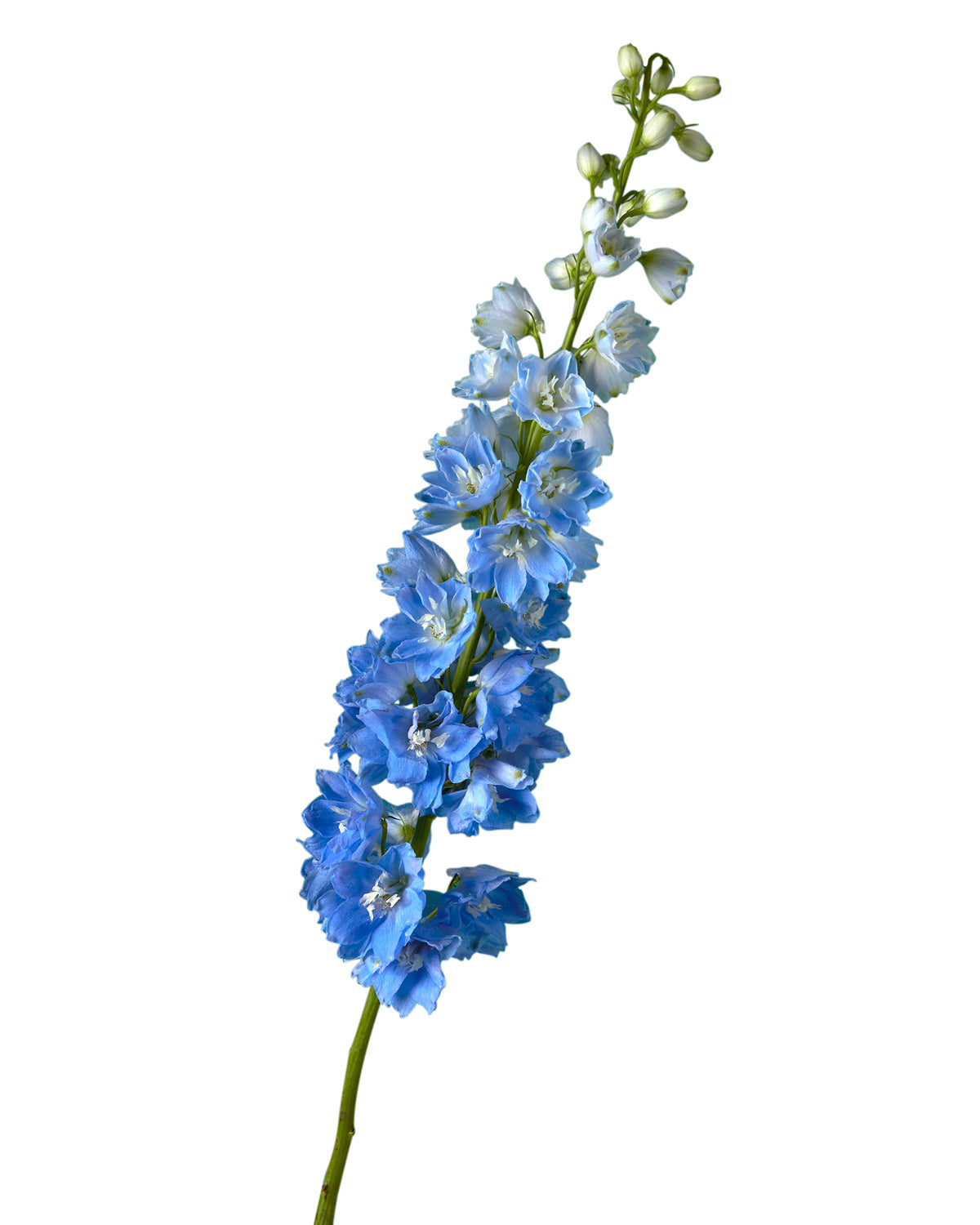 Blue River Hybrid Delphinium ELATUM