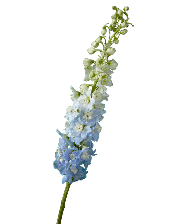 Sky Blue Hybrid Delphinium ELATUM