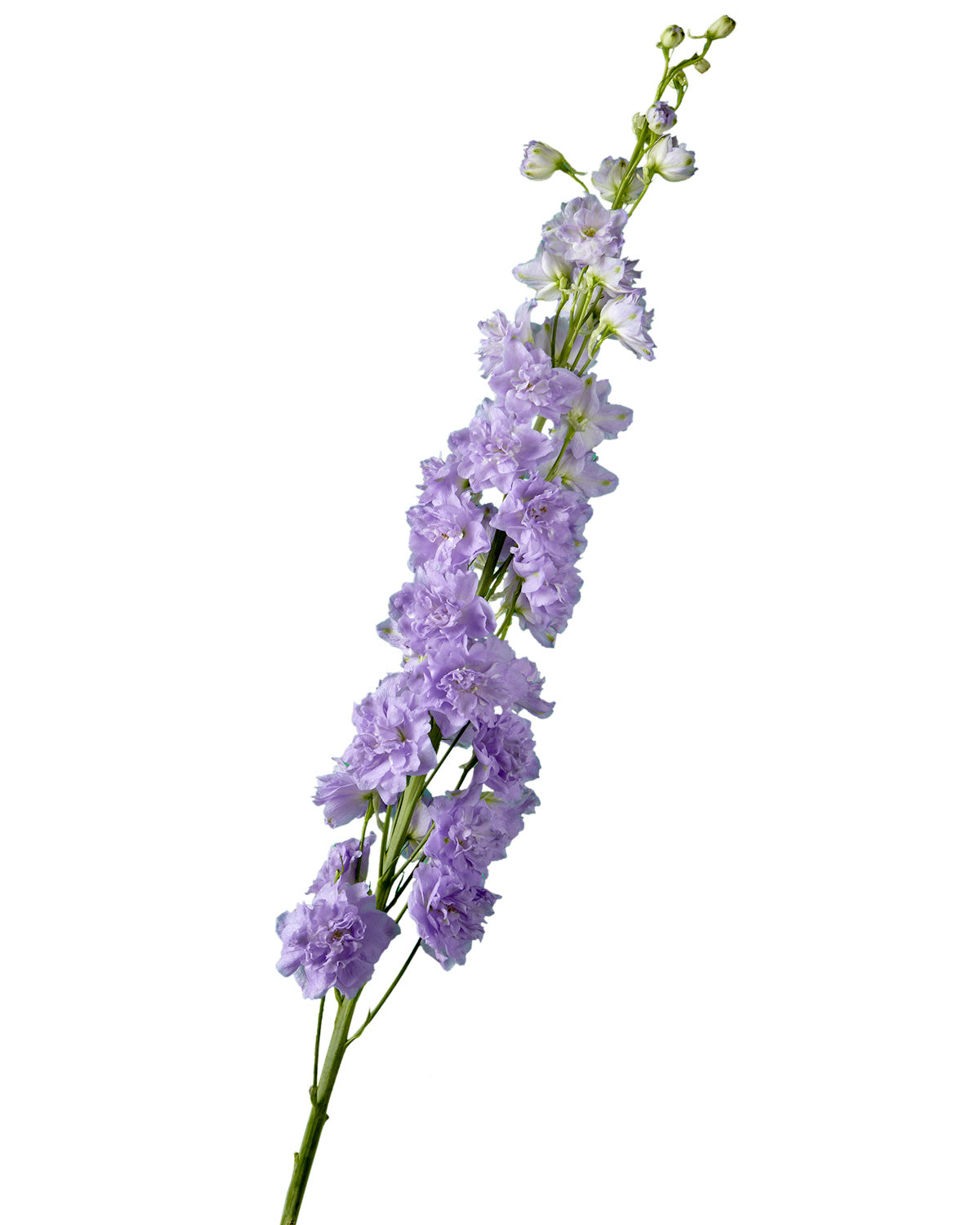 Manuela Hybrid Delphinium ELATUM