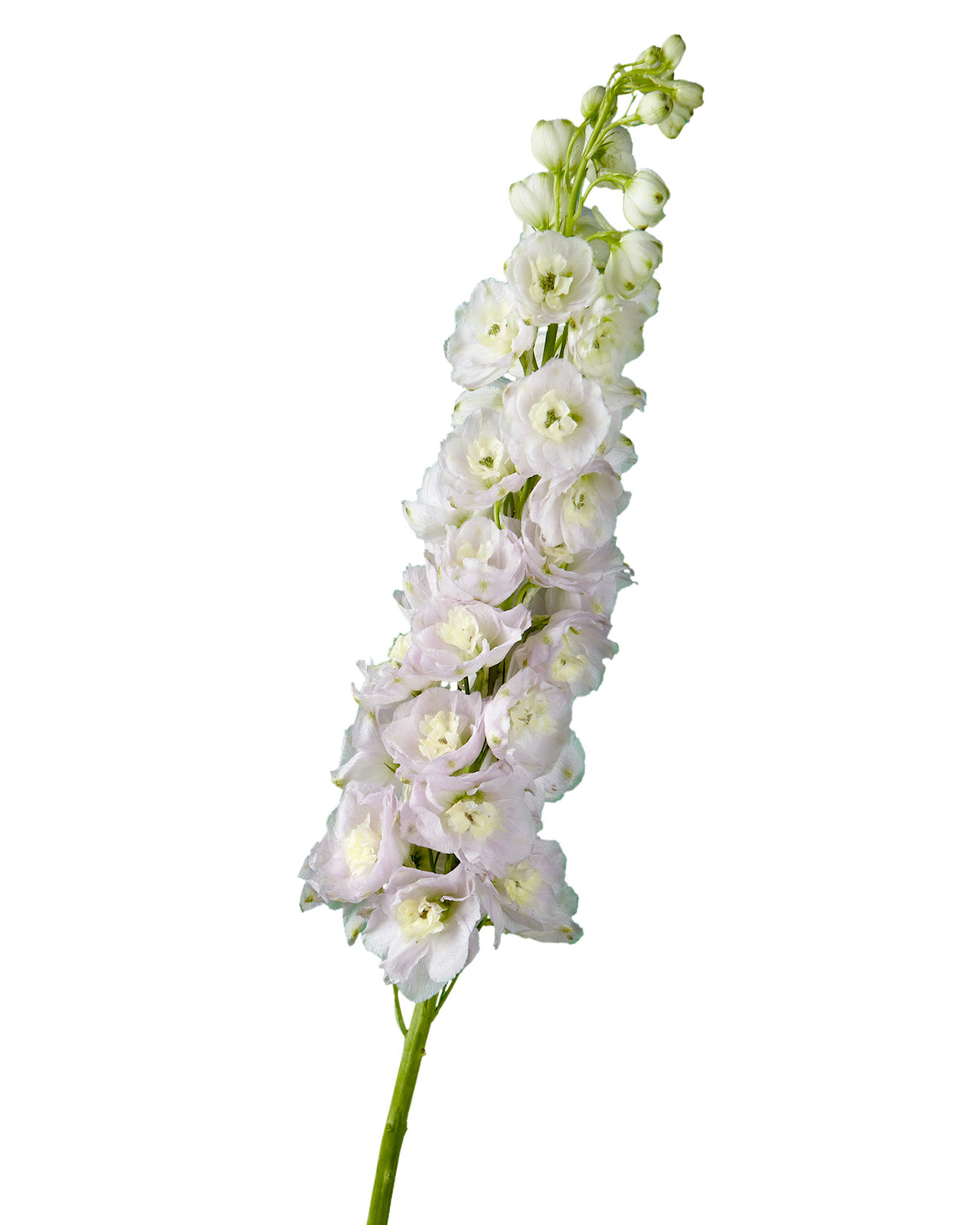 Mauve River (pale pink) Hybrid Delphinium ELATUM