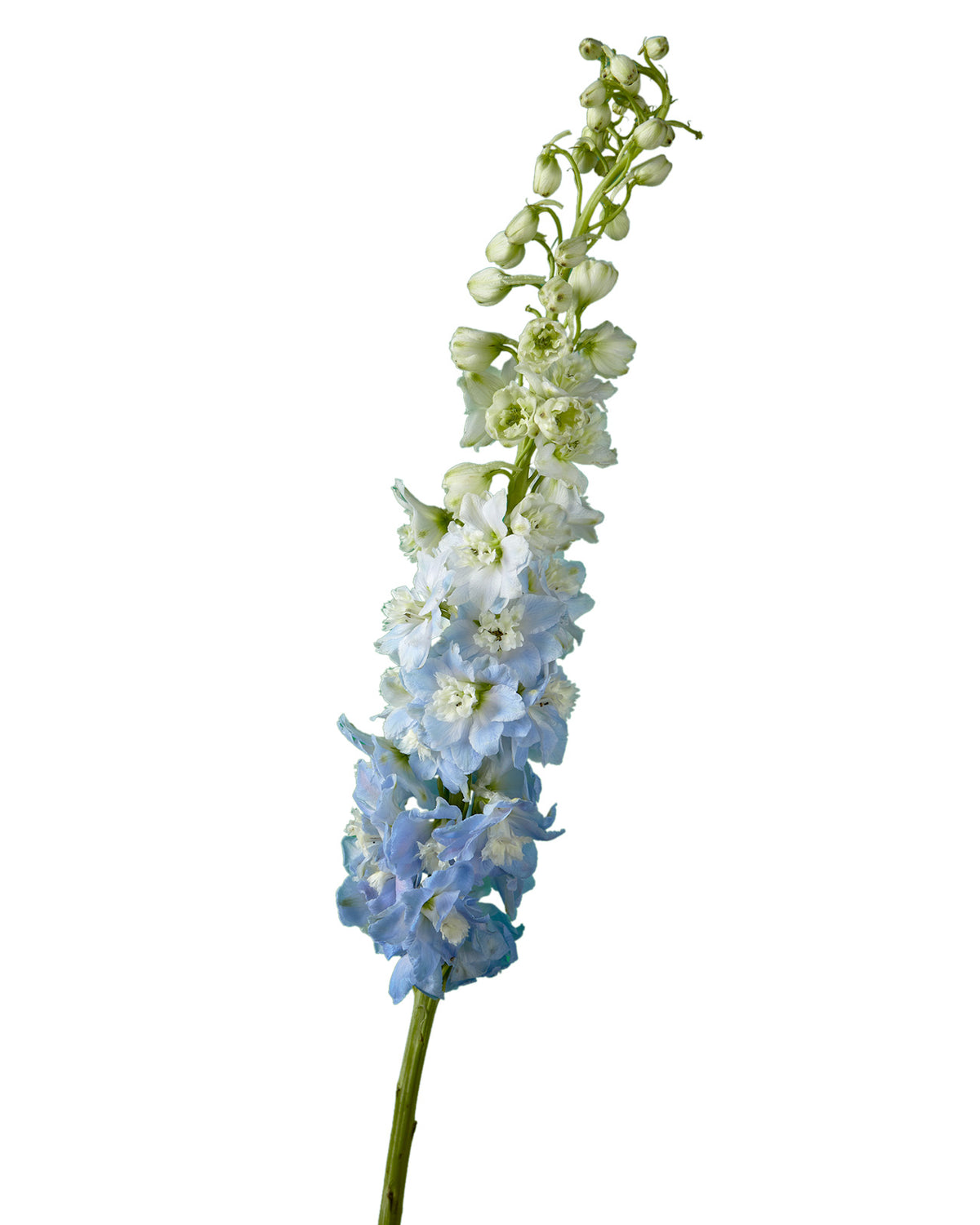 Sky Blue Hybrid Delphinium ELATUM