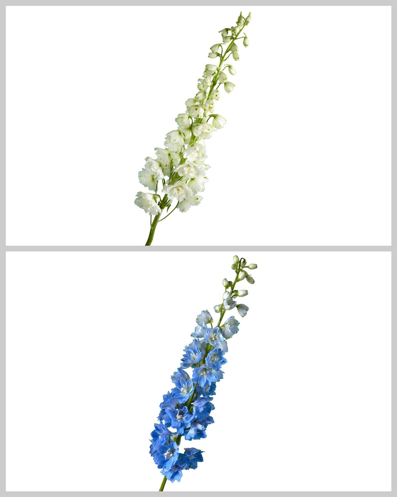 Hybrid Delphinium ELATUM Assorted White River and Blue River Valentine Day