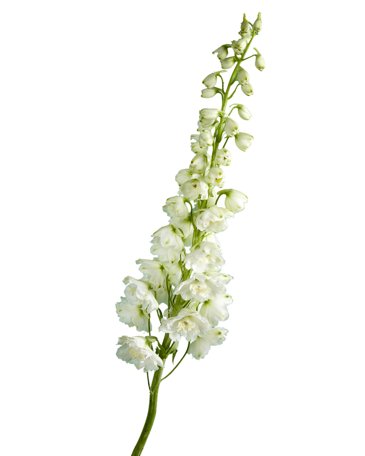 White River Hybrid Delphinium ELATUM