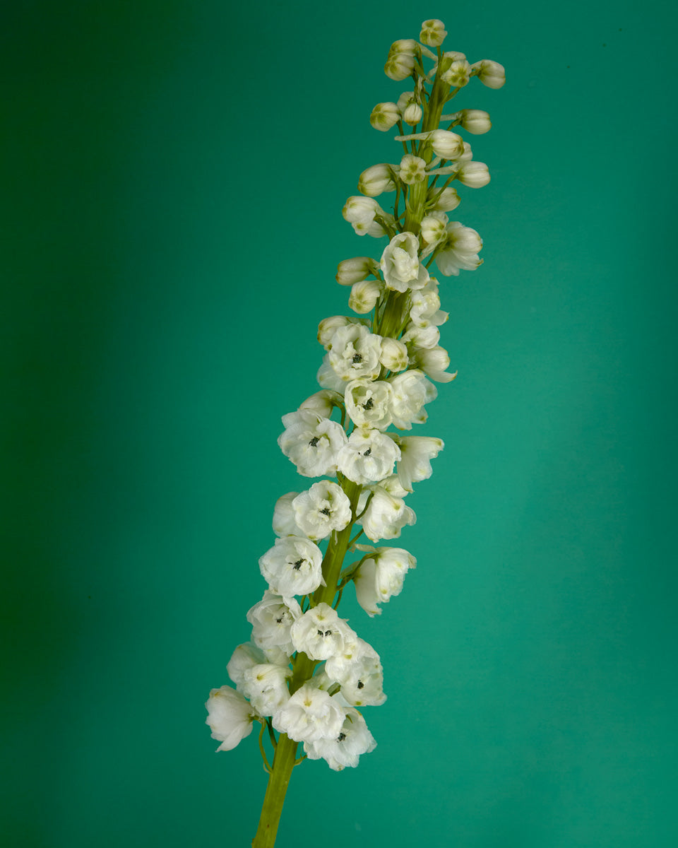 White Galahad Hybrid Delphinium