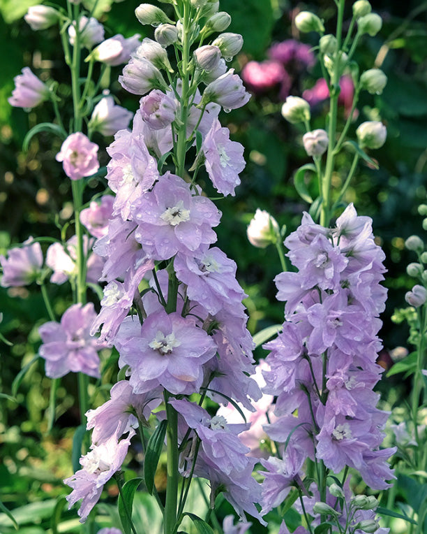 Guinevere Hybrid Delphinium