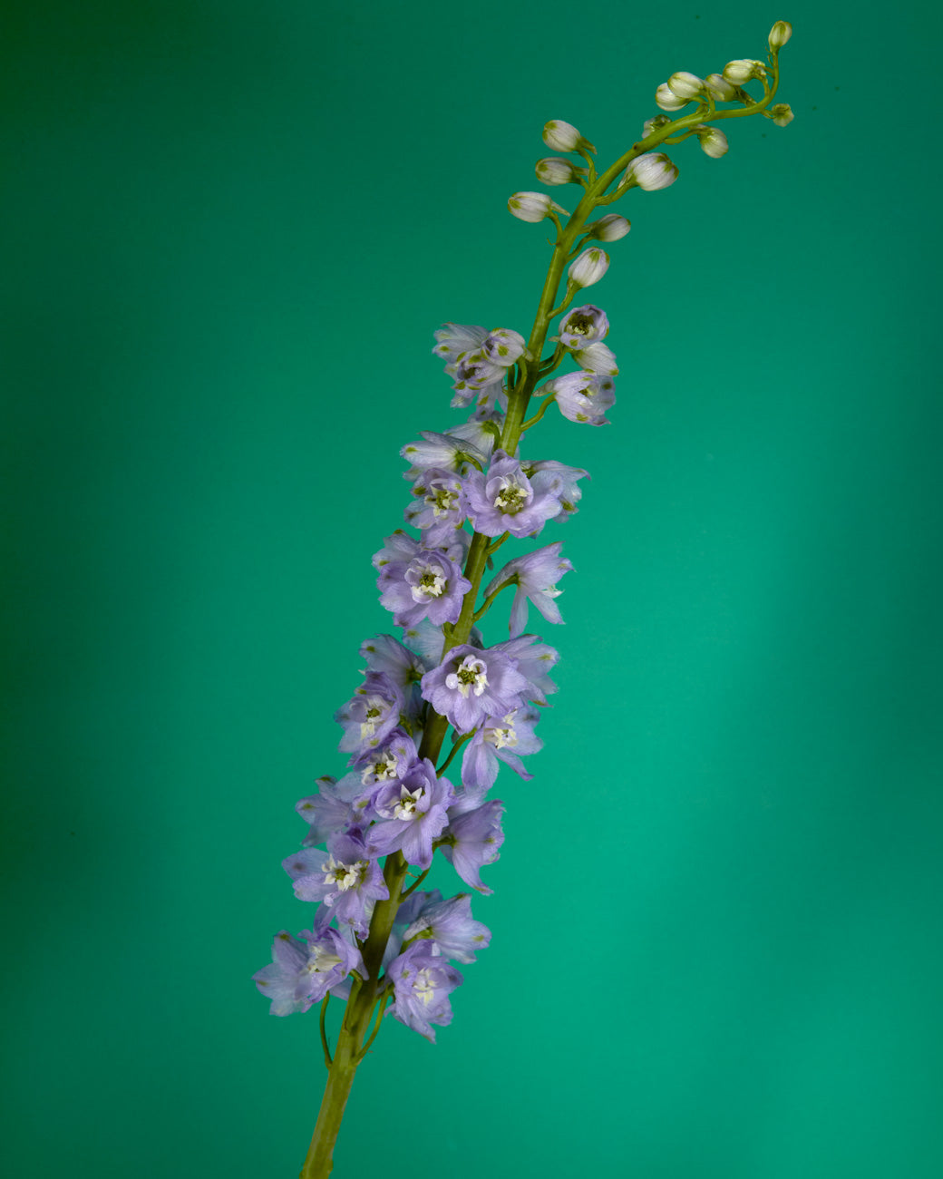 Guinevere Hybrid Delphinium