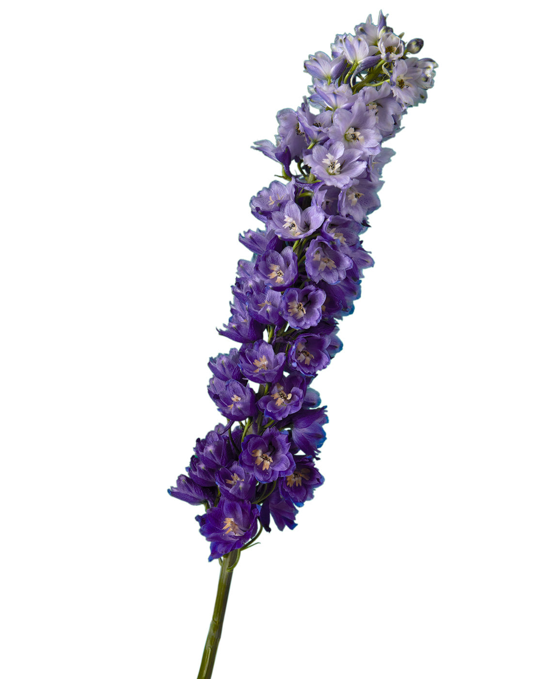 Purple Passion Hybrid Delphinium