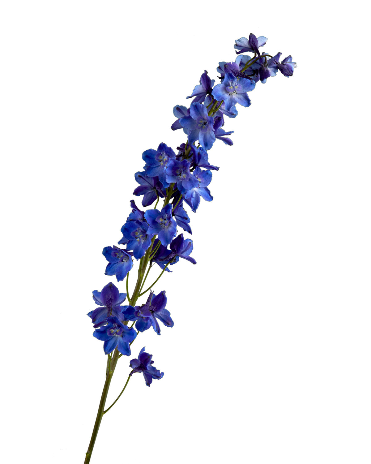 Sea Waltz Delphinium