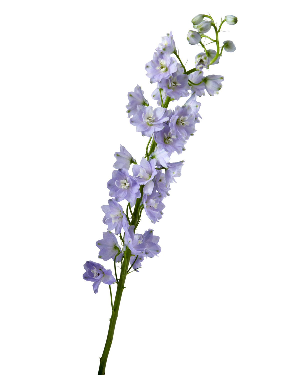 Serene Lavender Delphinium