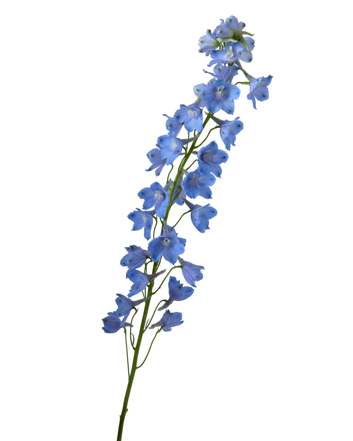 Sky Waltz Delphinium