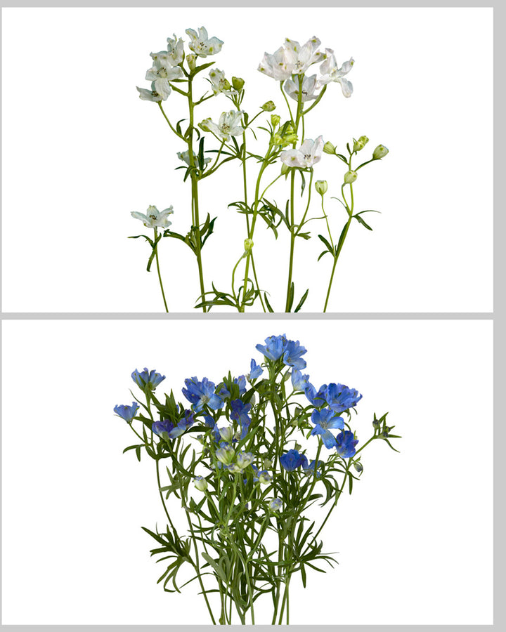 Planet Spray Delphinium Assorted Blue and Blush